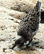 Short-billed Dowitcher