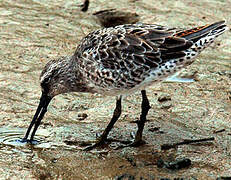 Short-billed Dowitcher