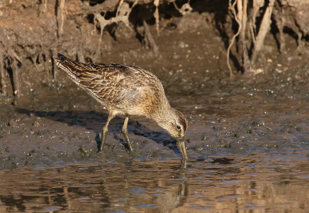 Short-billed DowitcherFirst year, eats