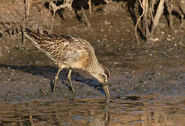 Short-billed Dowitcher
