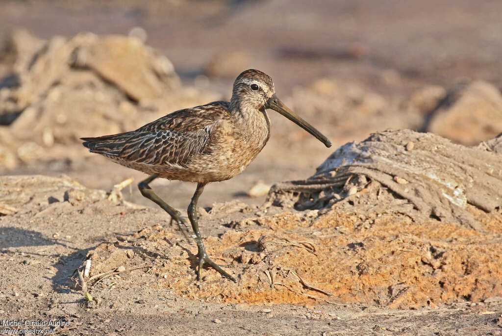 Short-billed Dowitcheradult, identification