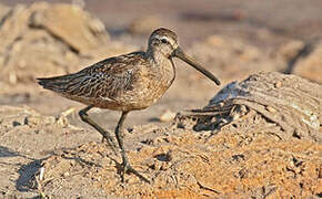 Short-billed Dowitcher