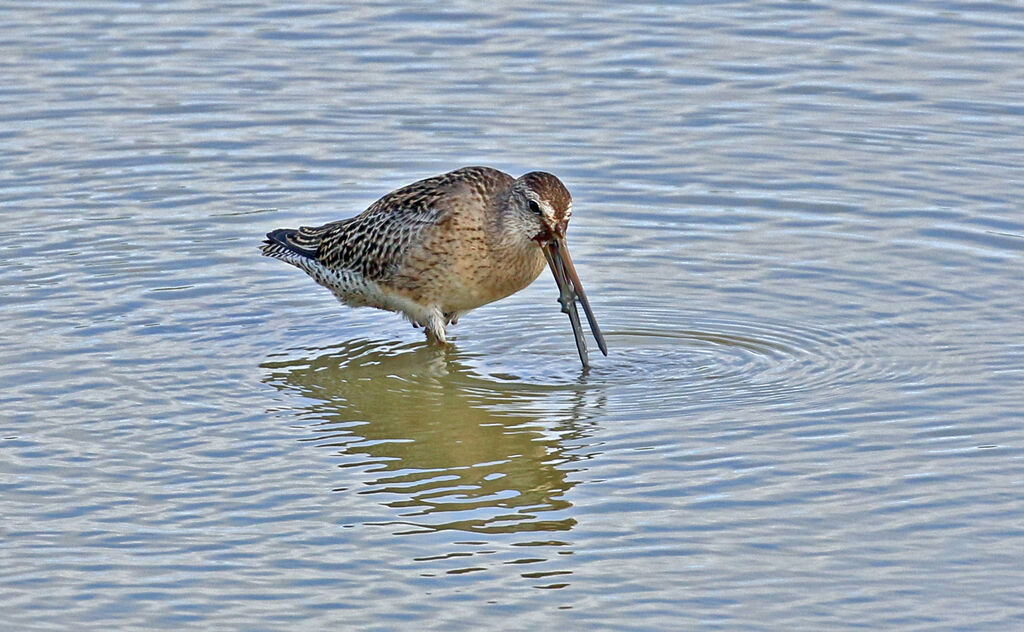 Short-billed Dowitcher, eats