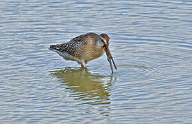 Short-billed Dowitcher