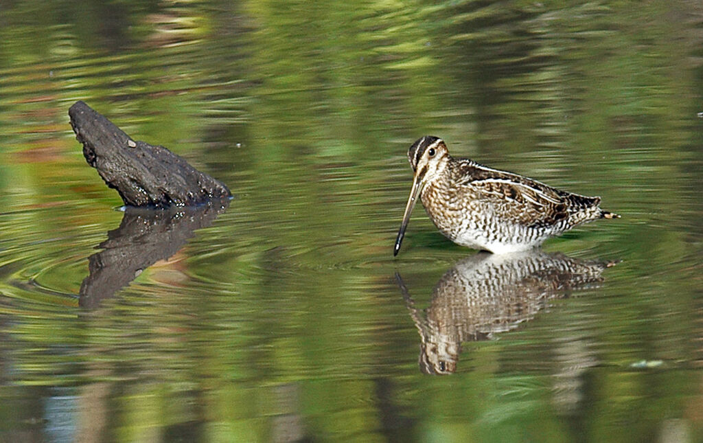 Bécassine de Magellan, identification