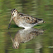 South American Snipe