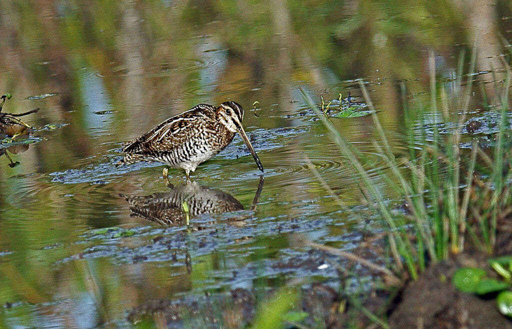 South American Snipe, identification