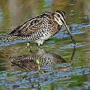 South American Snipe