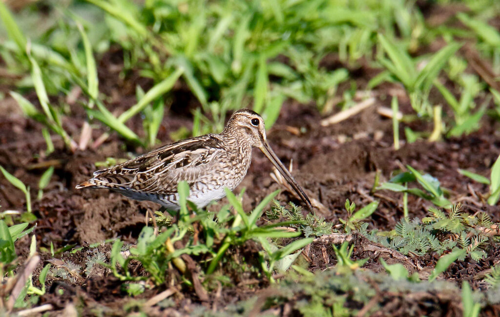 South American Snipe