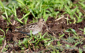 South American Snipe