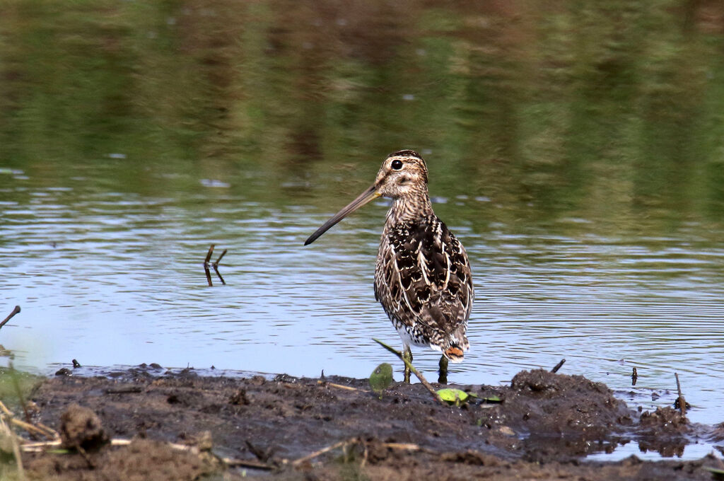 South American Snipe