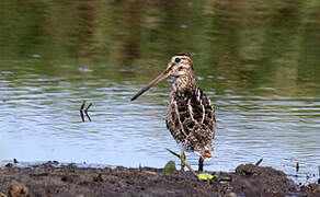 Magellanic Snipe