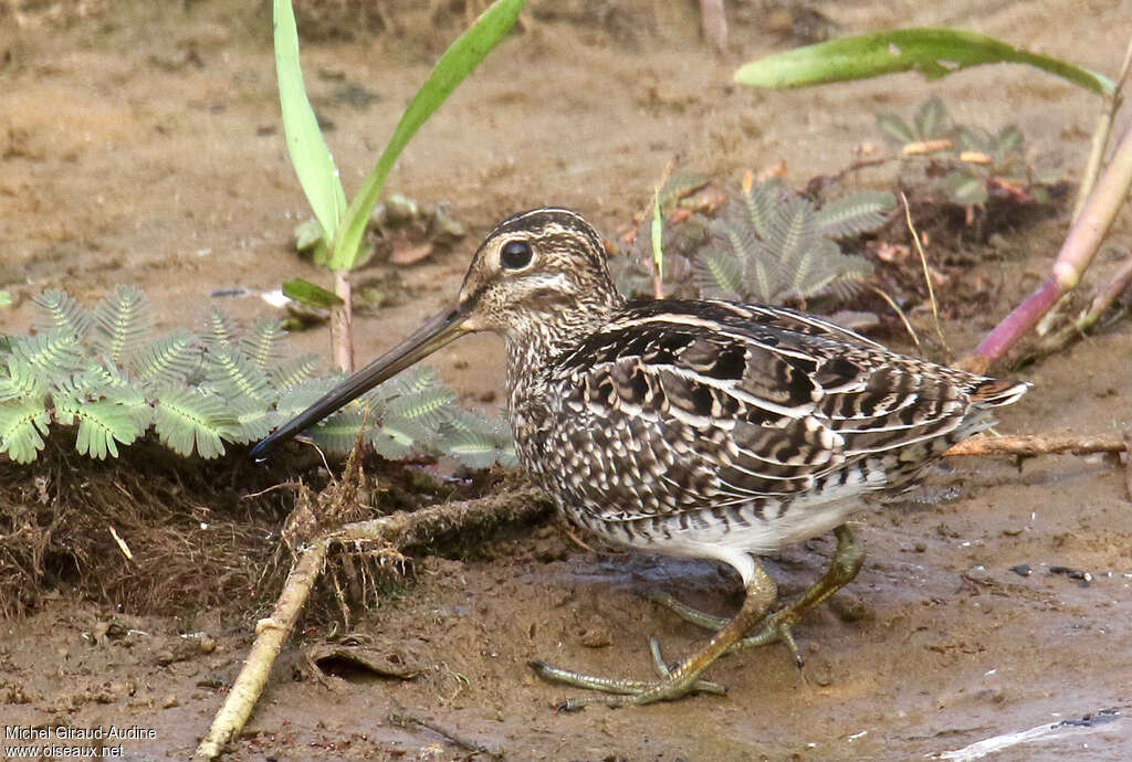 Bécassine de Magellanadulte, identification