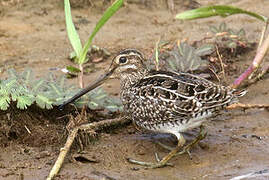 South American Snipe