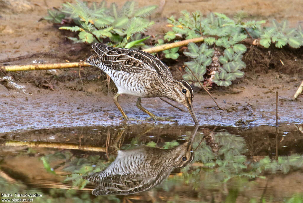 South American Snipeadult, fishing/hunting