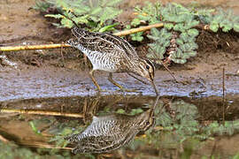 Magellanic Snipe