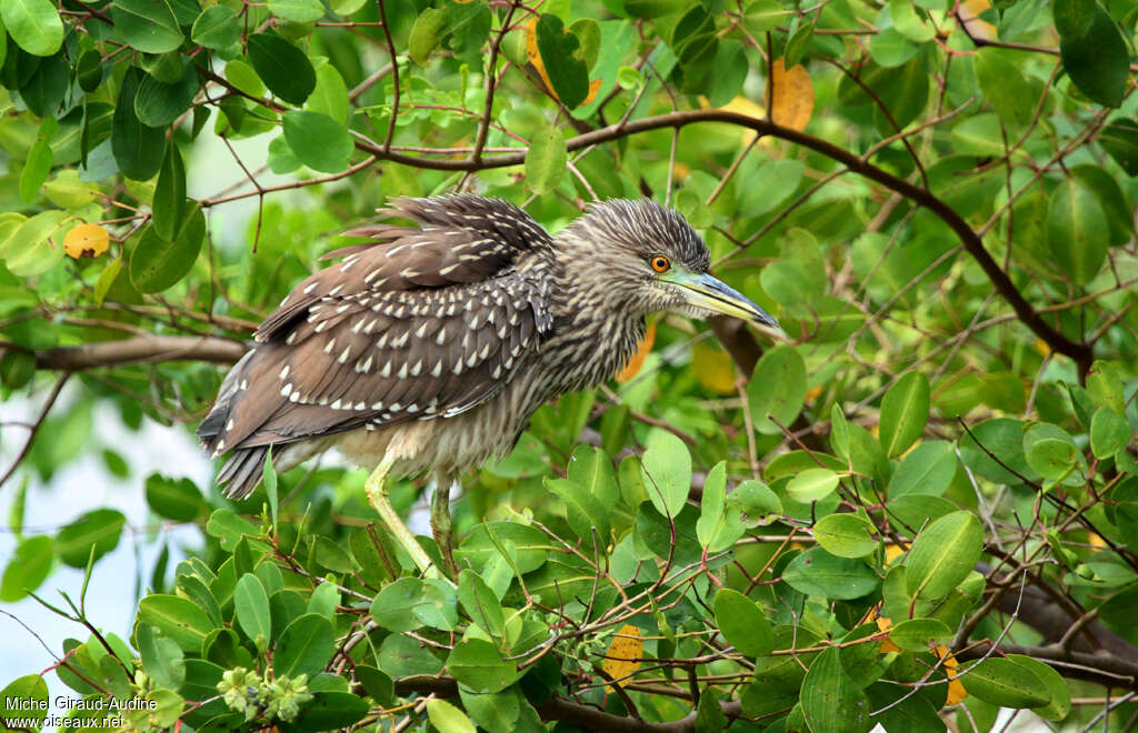 Black-crowned Night Heronjuvenile