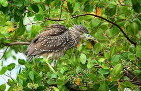 Black-crowned Night Heron