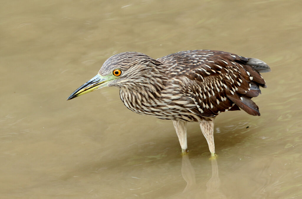 Black-crowned Night Heronjuvenile