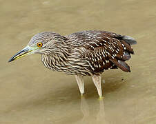 Black-crowned Night Heron