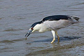 Black-crowned Night Heron