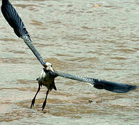 Yellow-crowned Night Heron