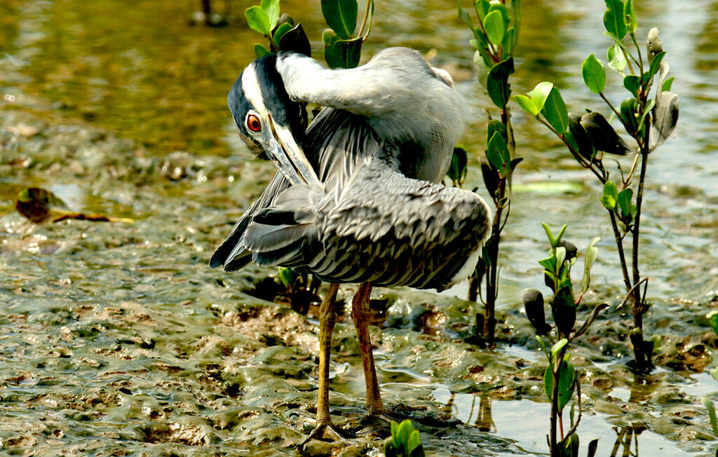 Yellow-crowned Night Heron