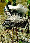 Yellow-crowned Night Heron