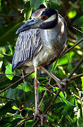 Yellow-crowned Night Heron