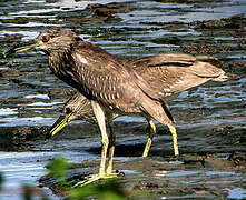 Yellow-crowned Night Heron