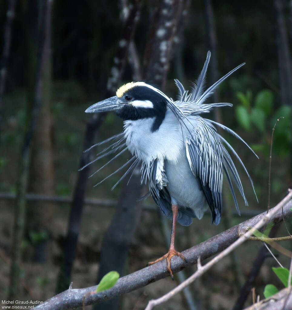 Yellow-crowned Night Heronadult, identification