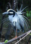 Yellow-crowned Night Heron