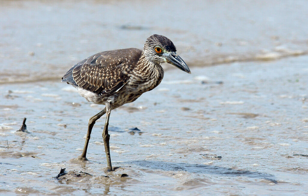 Yellow-crowned Night Heronjuvenile