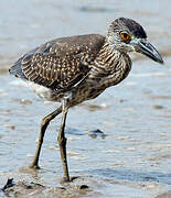 Yellow-crowned Night Heron