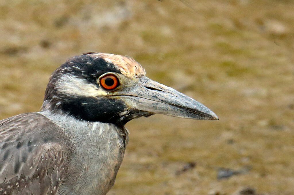 Yellow-crowned Night Heronadult, close-up portrait