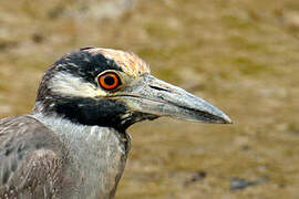 Yellow-crowned Night Heron