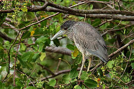 Yellow-crowned Night Heron