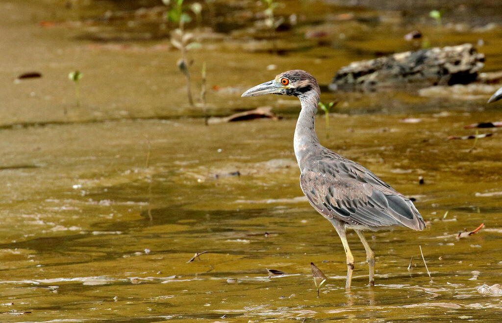 Yellow-crowned Night HeronSecond year