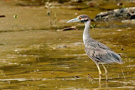 Yellow-crowned Night Heron