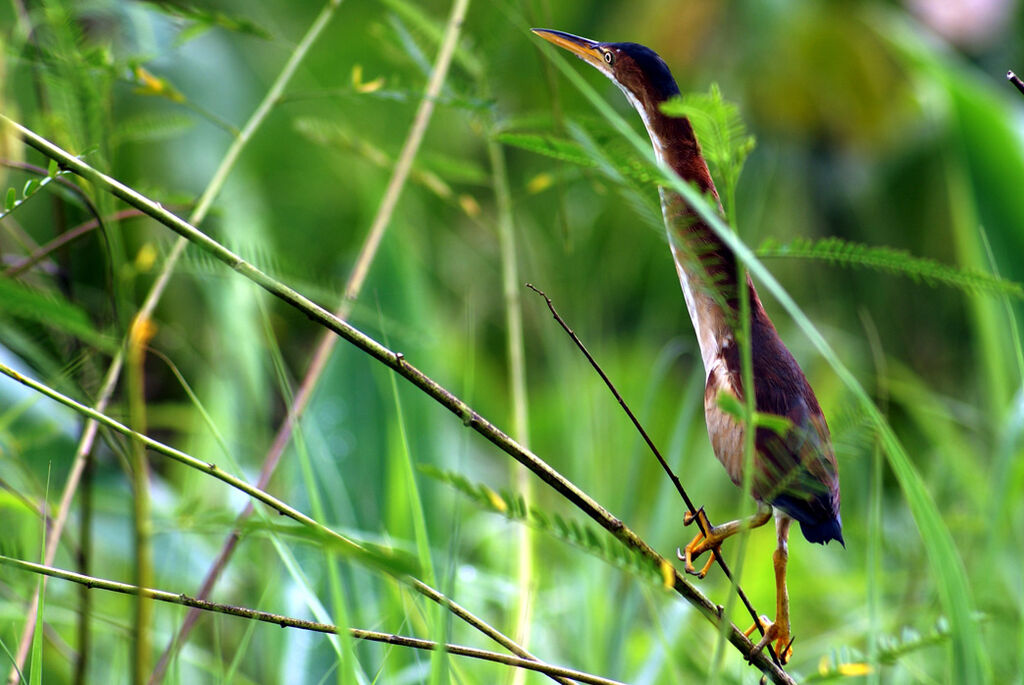 Little Bittern