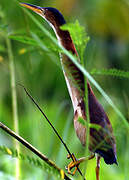 Little Bittern