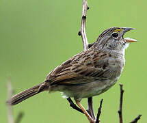 Grassland Sparrow