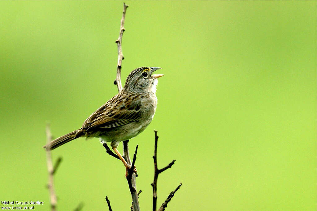 Bruant des savanes, identification