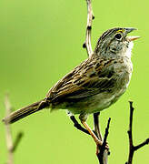 Grassland Sparrow