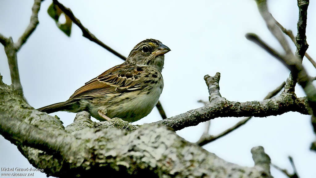 Bruant des savanesjuvénile, identification, pigmentation