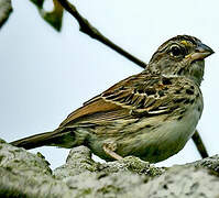 Bruant des savanes