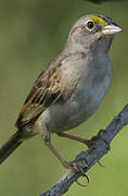 Grassland Sparrow