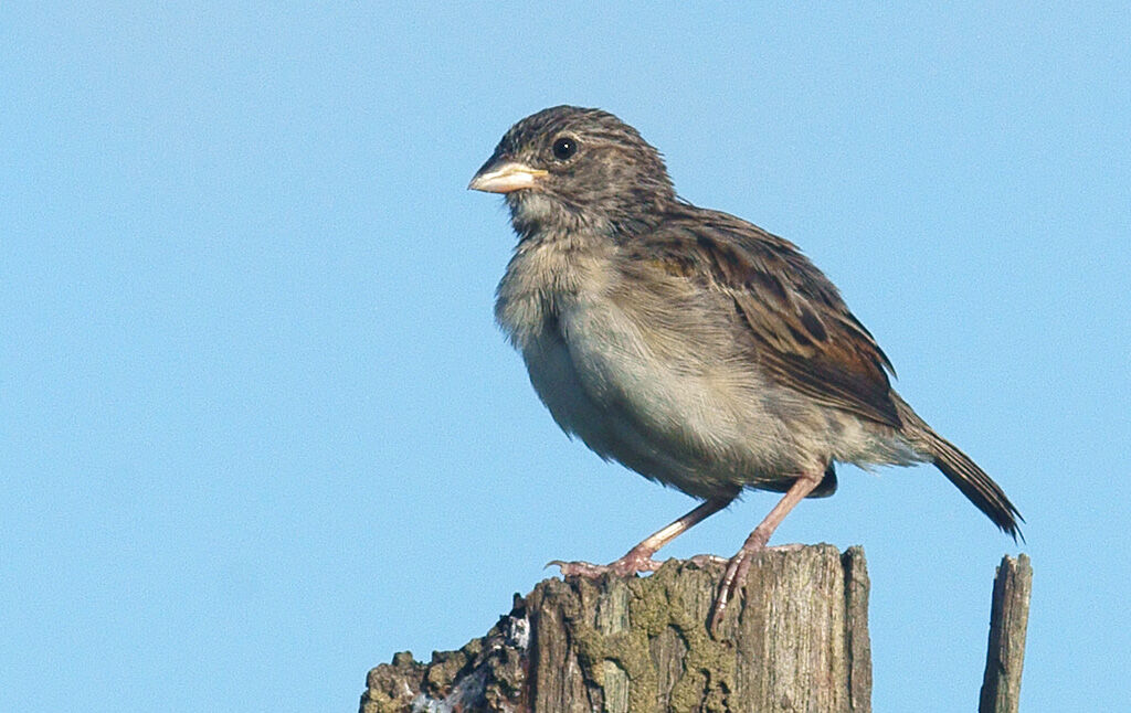 Bruant des savanesjuvénile