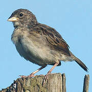 Grassland Sparrow