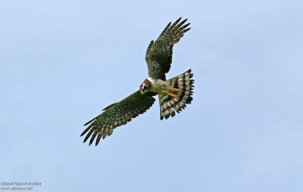 Long-winged Harrier female adult, Flight